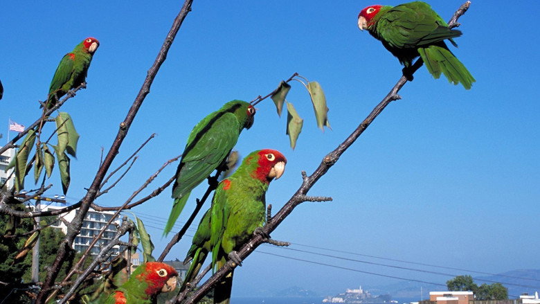 The Wild Parrots of Telegraph Hill Photo 3