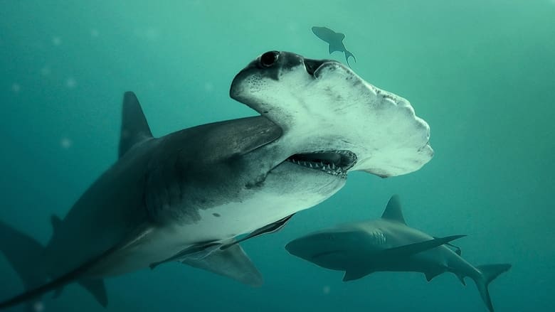 Bull Shark vs. Hammerhead