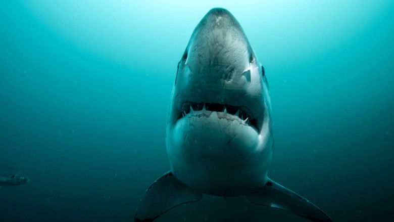 Still image for Super Shark Highway season 1 episode 3: Into the Darkness