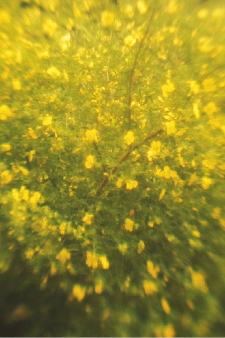 Imatge de Cantochão