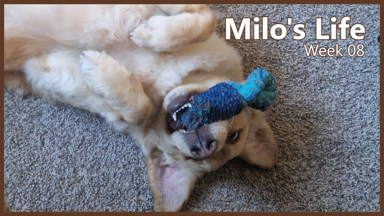 Still image for Milo's Life season 1 episode 8: Rivers, Zoomies, and Bath | Week 08 Still image for Milo's Life season 1 episode 8: Rivers, Zoomies, and Bath | Week 08