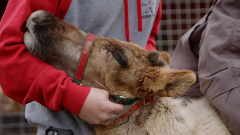 Still from The Incredible Dr. Pol - Season 24 Episode 7