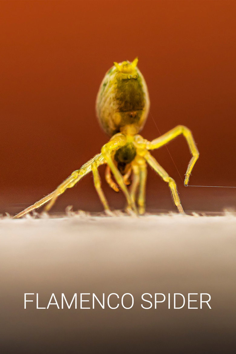 Flamenco Spider background