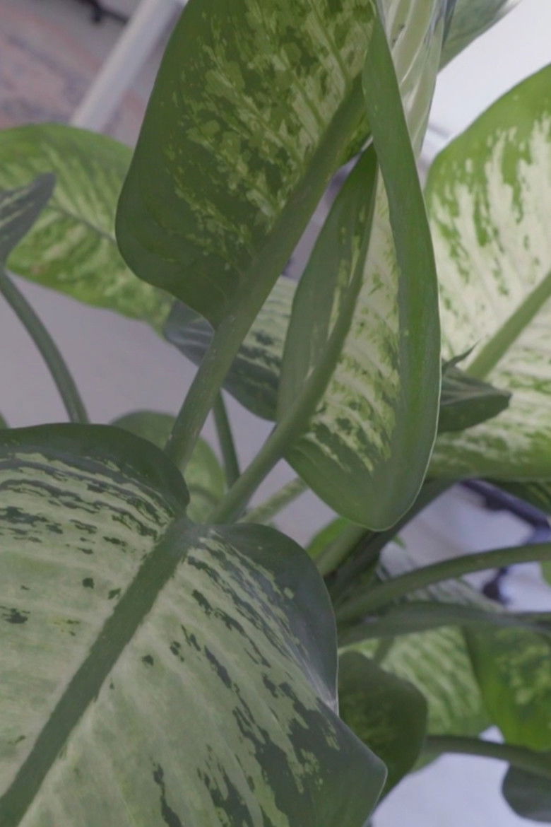 Imatge de Cutting Edges