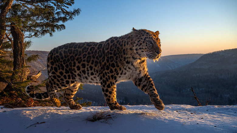 Still from Frozen Planet II - Season 1 Episode 5