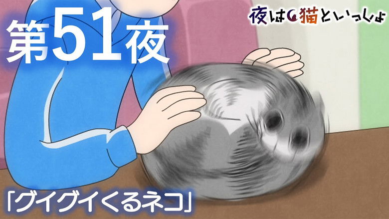 Still image for Nights with a Cat season 1 episode 51: Night 51: The 'Aggressive Approach' Cat