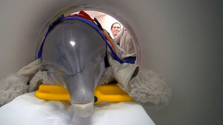 Still image for Zoo Vets season 1 episode 3: Fangs, Flippers and Tusks Still image for Zoo Vets season 1 episode 3: Fangs, Flippers and Tusks