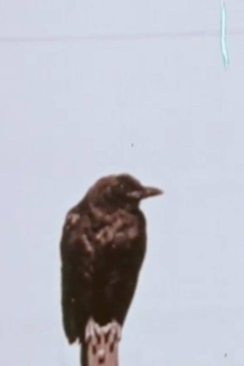 Corky The Crow background