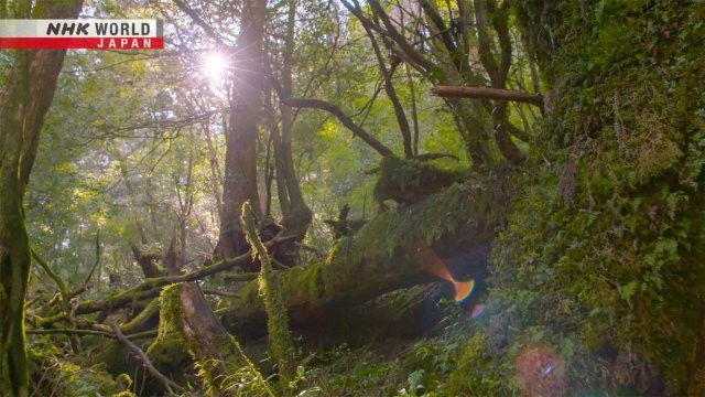 Still image for The World Heritage Sites in Japan season 1 episode 3: Island of Eternal Forest: Yakushima Still image for The World Heritage Sites in Japan season 1 episode 3: Island of Eternal Forest: Yakushima