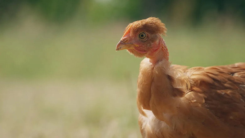 Imatge de Poulet mania