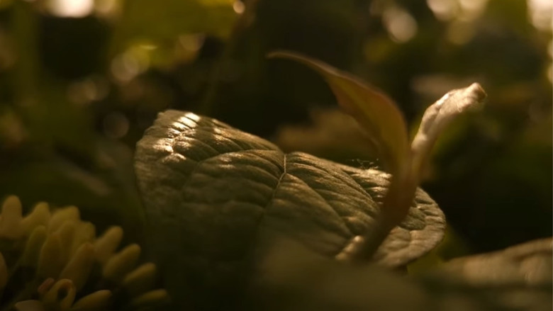 Imatge de The Human Appearance