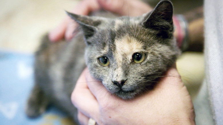 Still image for Ambulances animales season 1 episode 12: Episode 12 Still image for Ambulances animales season 1 episode 12: Episode 12