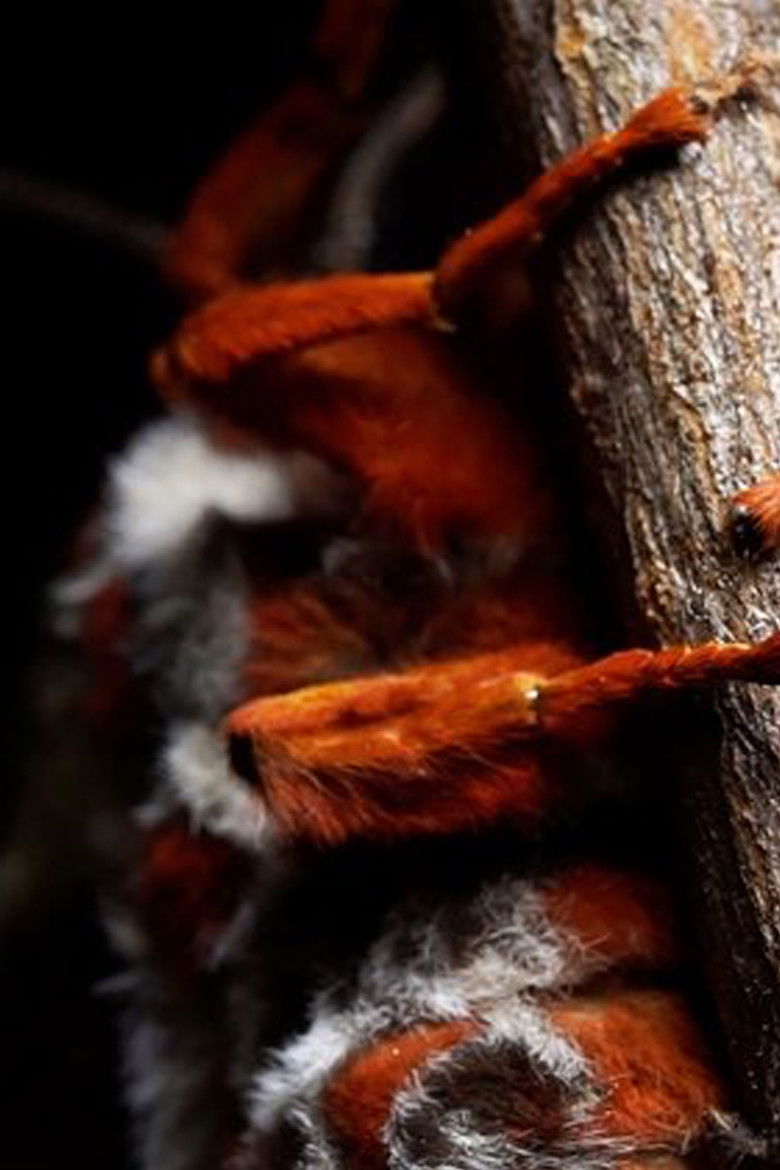 Imatge de The Night Visitors