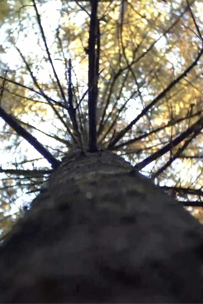 Forest (2024)
