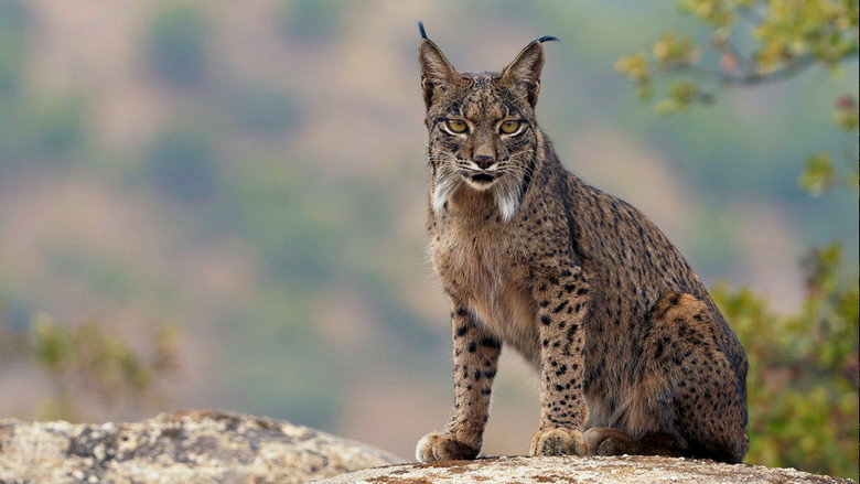 Imatge de Dehesa: el bosque del lince ibérico