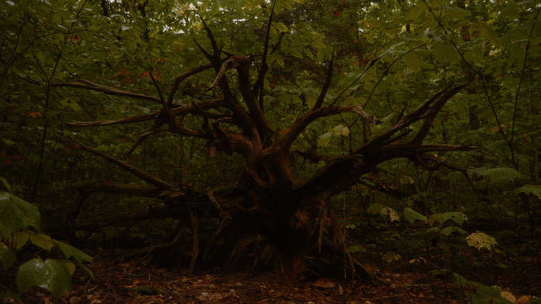 Imatge de Fire and the Forest