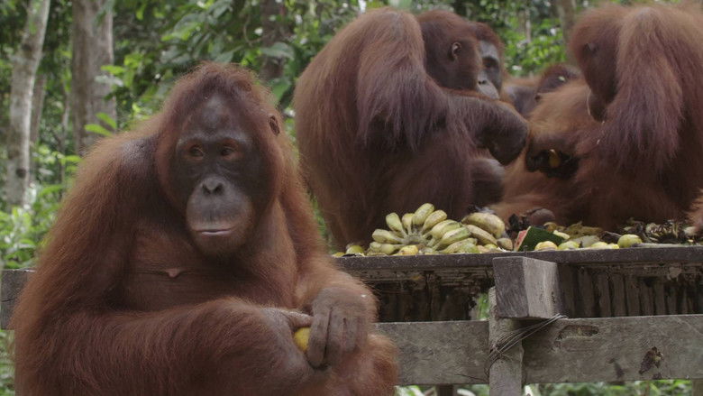 Still image for Orangutan Jungle School season 1 episode 4: The Misfits Still image for Orangutan Jungle School season 1 episode 4: The Misfits
