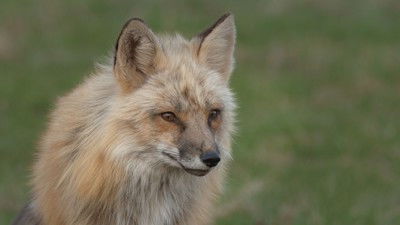 Still image for Wild Wild East season 1 episode 1: Foxes Still image for Wild Wild East season 1 episode 1: Foxes