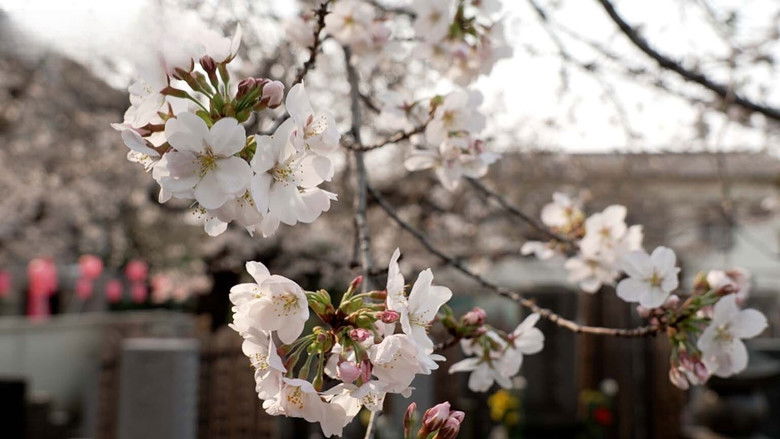 Komagome - A Community United Under Cherry Blossoms
