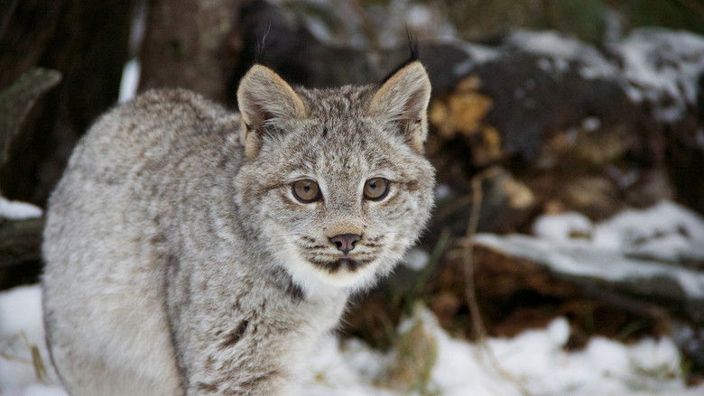 Big Cats: An Amazing Animal Family 1×2