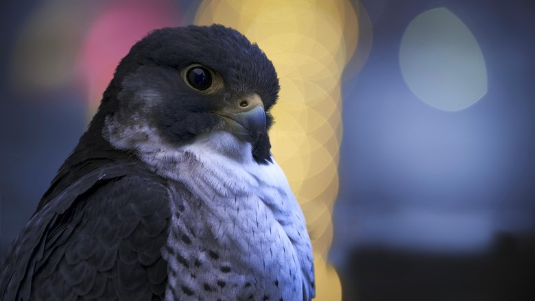 Still image for Earth at Night in Colour season 1 episode 5: Wild Cities Still image for Earth at Night in Colour season 1 episode 5: Wild Cities