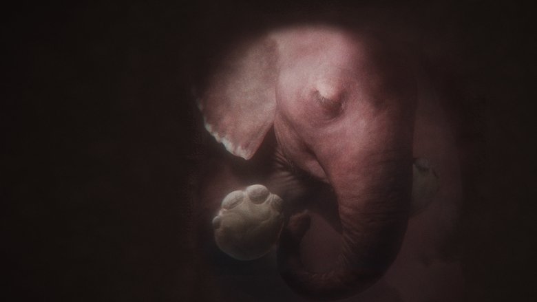 In the Womb: Animal Babies backdrop