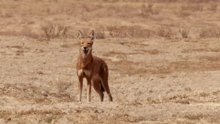 Still image for If I Were an Animal season 1 episode 39: If I Were an Ethiopian Wolf Still image for If I Were an Animal season 1 episode 39: If I Were an Ethiopian Wolf