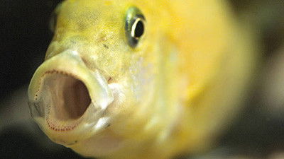 Still image for Crazy Monster season 1 episode 4: Gulpers Still image for Crazy Monster season 1 episode 4: Gulpers