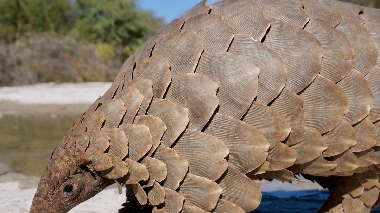 Still image for Namibia’s Natural Wonders season 1 episode 2: Little Heroes, Big Hunters Still image for Namibia’s Natural Wonders season 1 episode 2: Little Heroes, Big Hunters