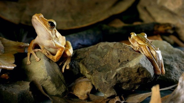 Still image for Planet Weird season 1 episode 1: Origin Stories