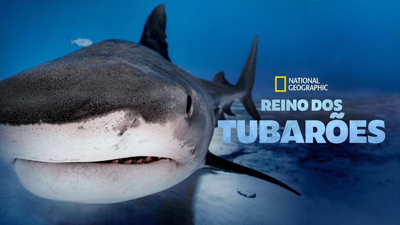 Big Sharks Rule (2018)