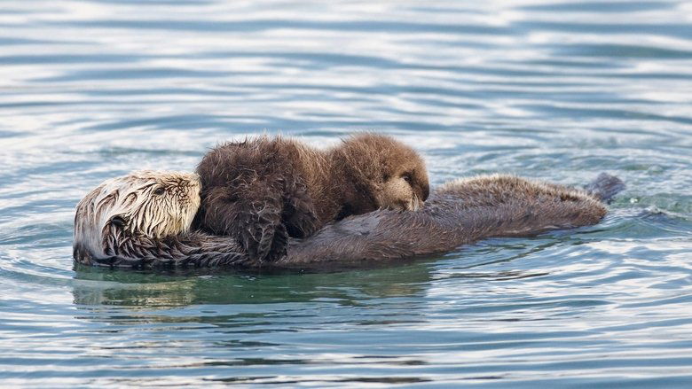 Threatened: The Controversial Struggle of the Southern Sea Otter