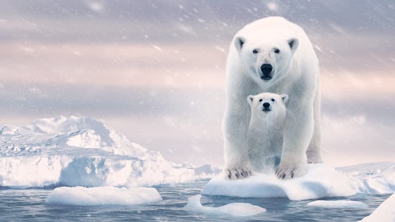 Polar Bear / პოლარული დათვი