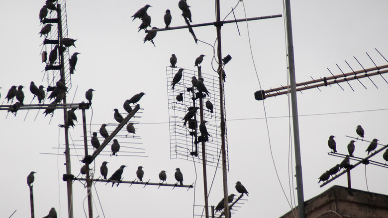 Imatge de Tutte le strade riportano indietro