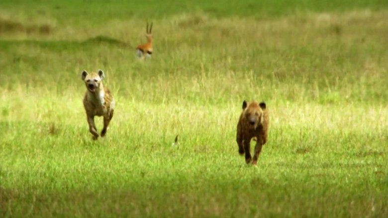 Hyaena: Queen Of The Masai Mara movie poster