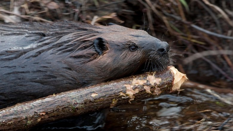 Leave it to Beavers