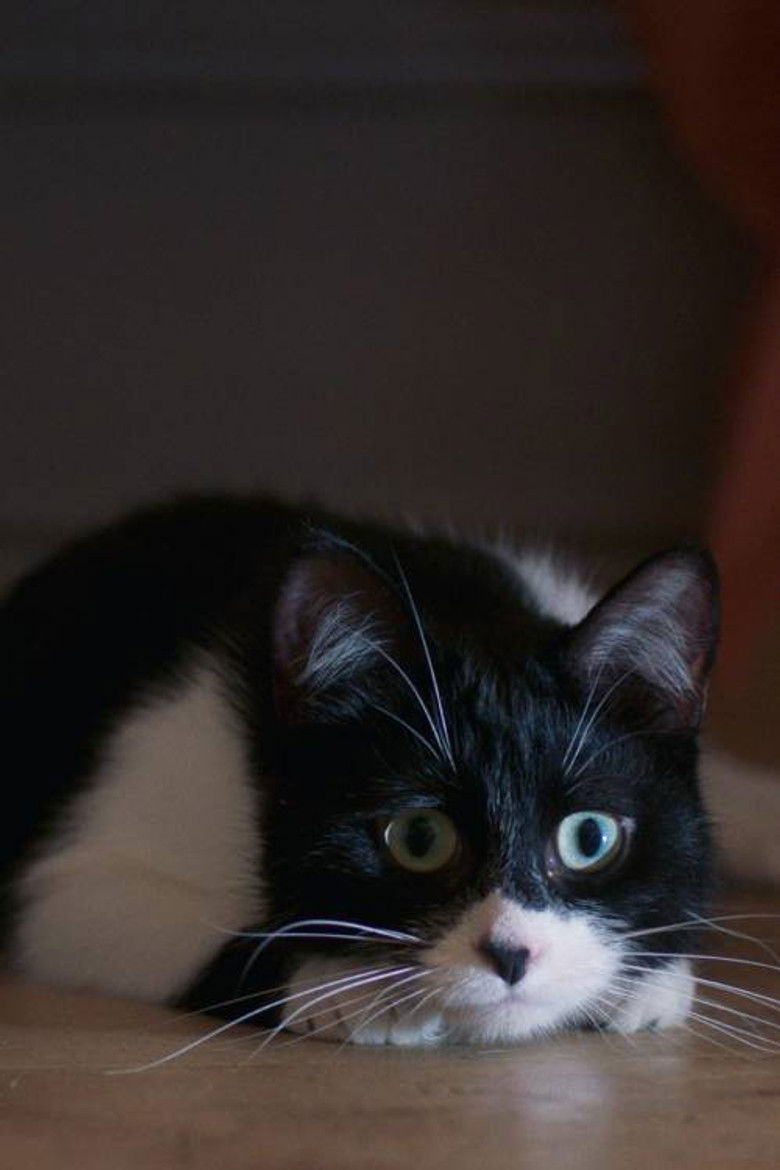 Imatge de J'ai tué votre chat