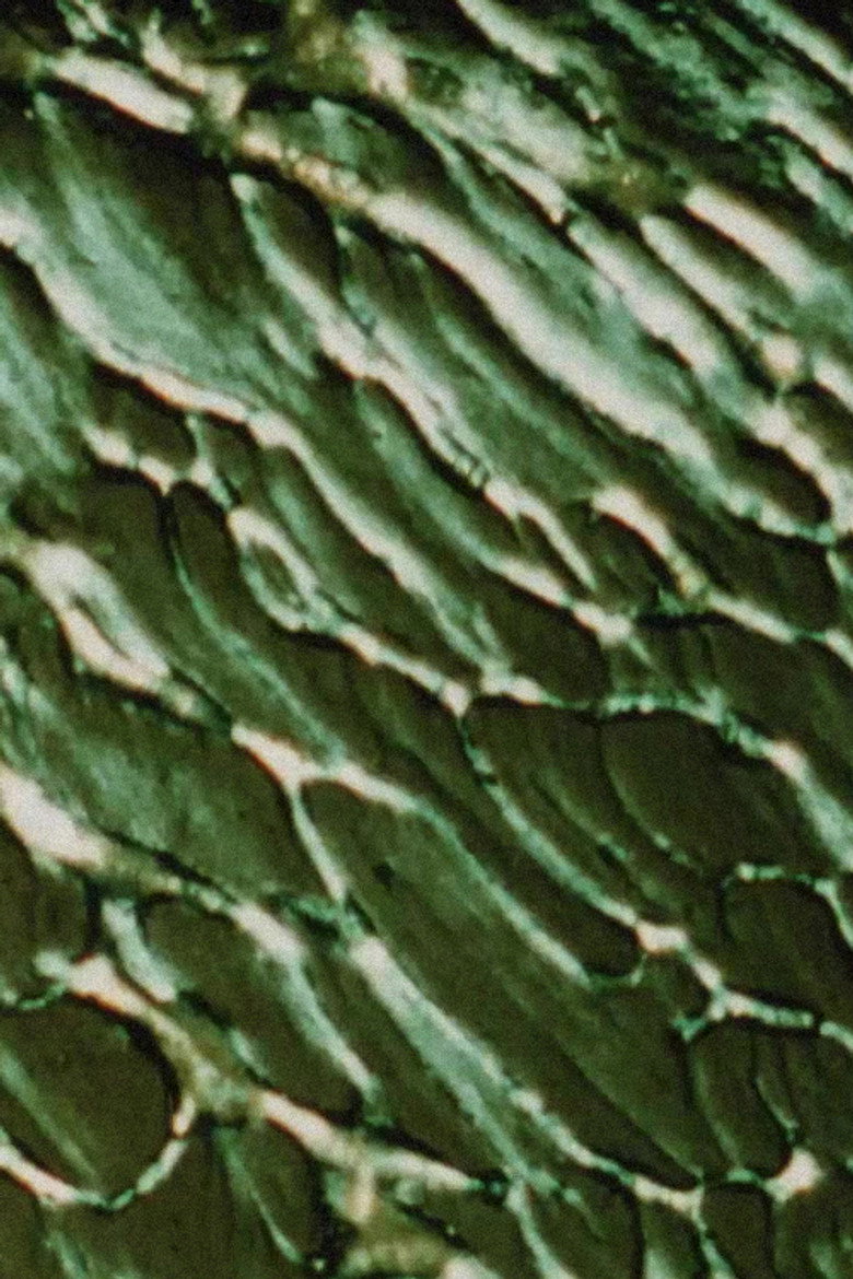 Imatge de The Galilean Satellites - Europa