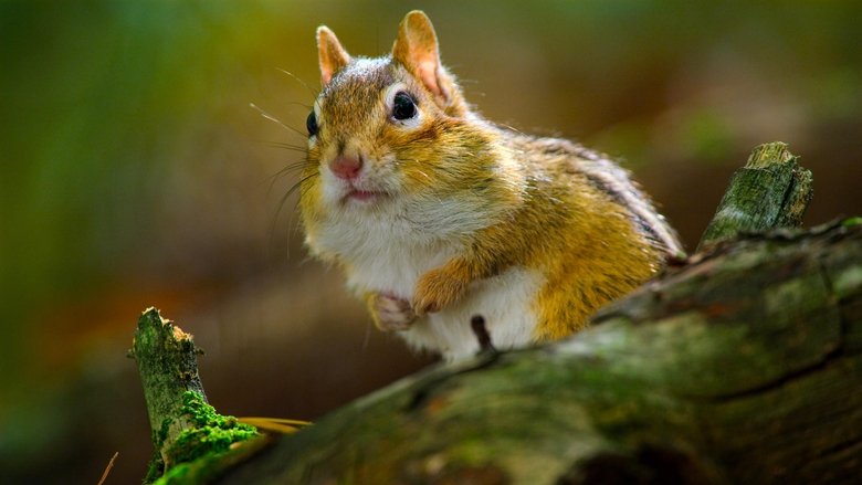 Still image for Tiny World season 1 episode 5: Woodland