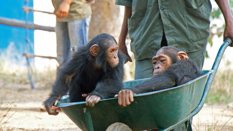 Imatge de Schimpansen im Kongo mit Jane Goodall