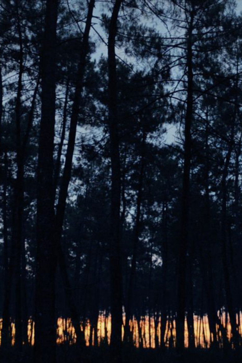 Imatge de Les proies