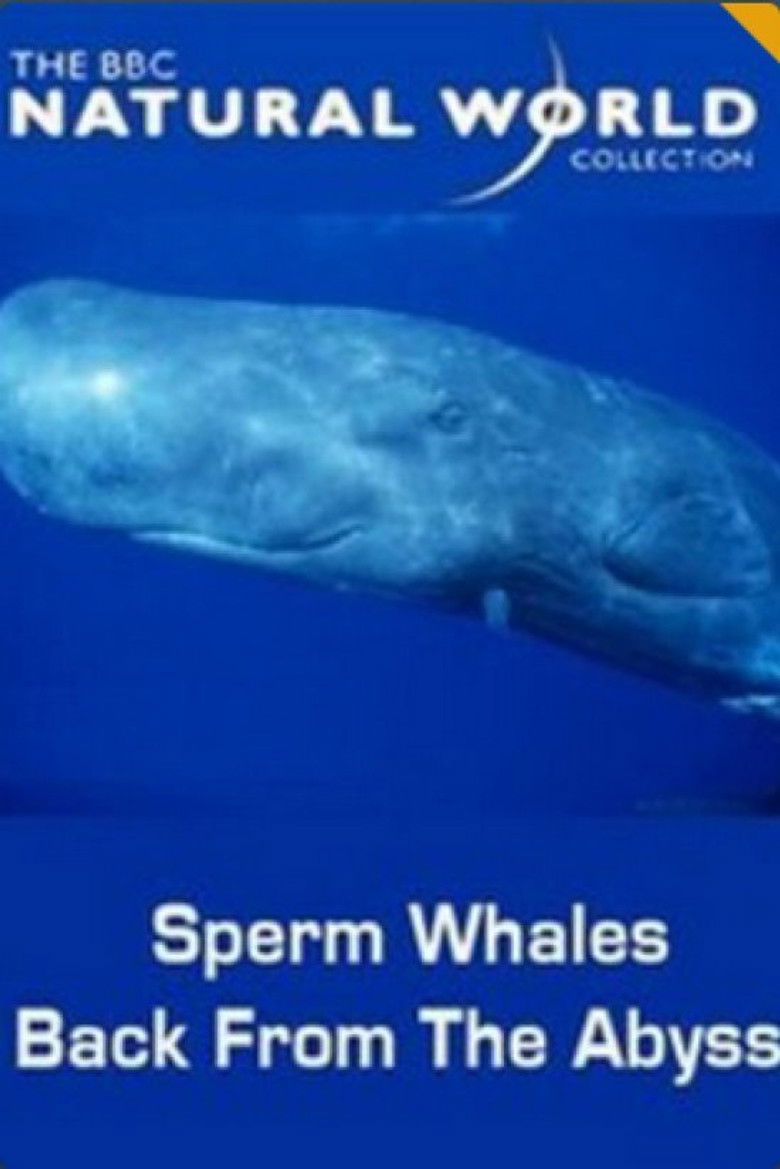 Imatge de Sperm Whales: Back from the Abyss