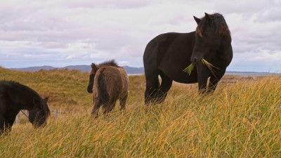 Still image for Wild Wild East season 1 episode 10: Horses of St. Pierre & Miquelon Still image for Wild Wild East season 1 episode 10: Horses of St. Pierre & Miquelon