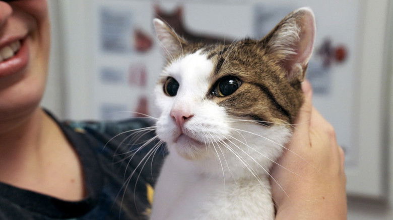 Still image for Ambulances animales season 1 episode 6: Episode 6 Still image for Ambulances animales season 1 episode 6: Episode 6