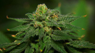 Still image for Drugs, Inc. season 1 episode 4: Marijuana