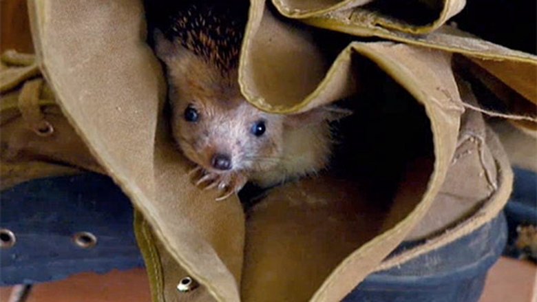 Podivuhodná cesta ježka Aladina Sezóna 1 Epizoda 2 bombuj