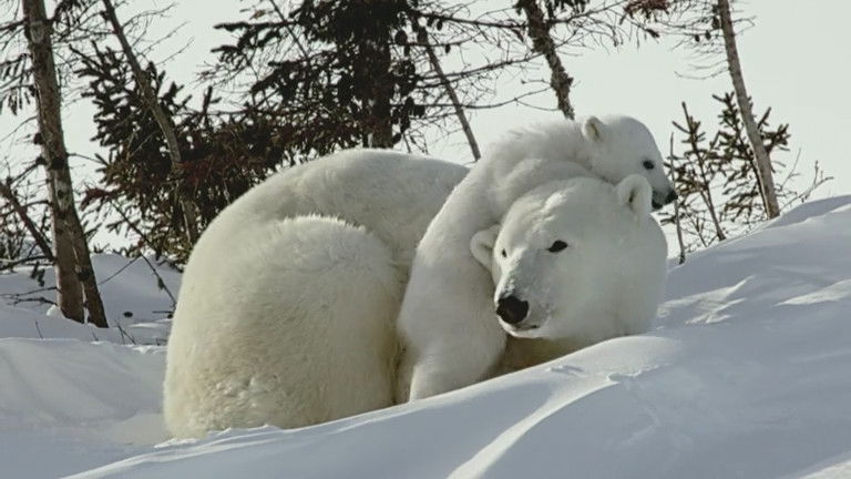 Still image for If I Were an Animal season 1 episode 7: If I Were a Polar Bear Still image for If I Were an Animal season 1 episode 7: If I Were a Polar Bear