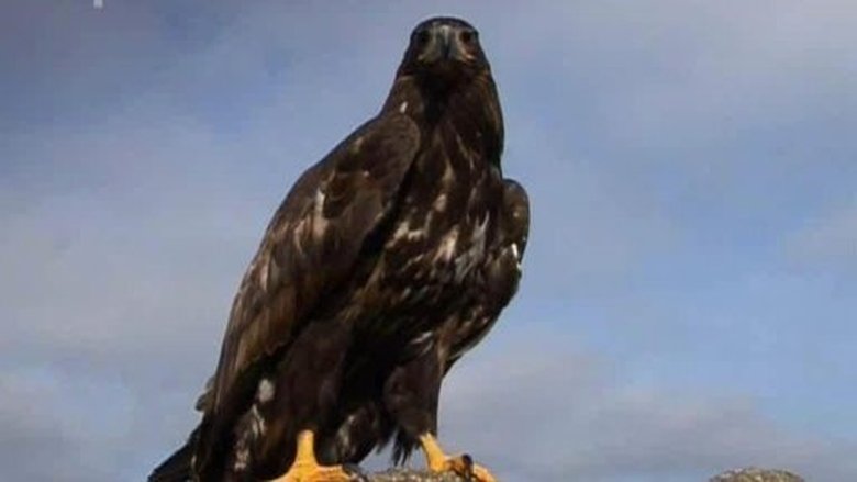 Přežili rok 2000 Sezóna 1 Epizoda 9 bombuj