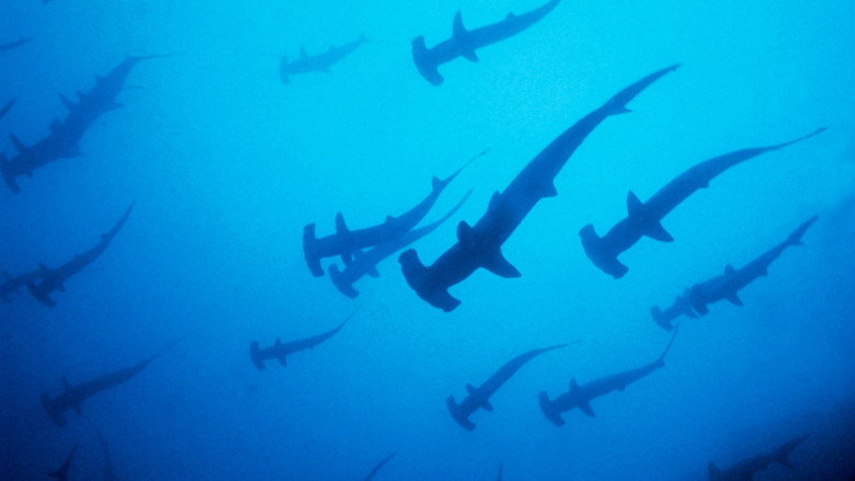 Still from The Blue Planet - ซีซัน 1 ตอน 1