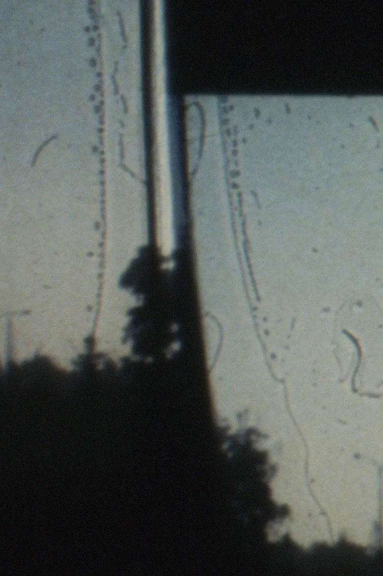 Imatge de 映画する人